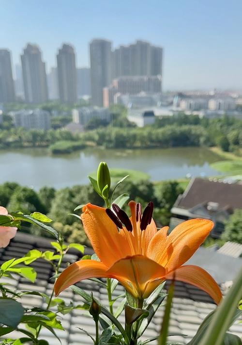 百合花适合放在阳台吗（阳台的最佳位置和注意事项）