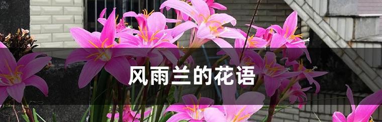 兰花语之美（兰花语的神秘与传承）