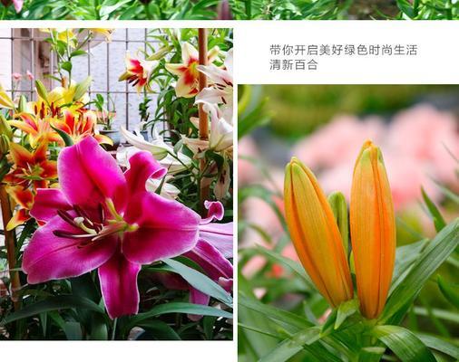 如何制作和使用百合花肥（营养丰富的DIY百合花肥制作方法和使用技巧）