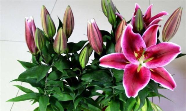 让百合花在你家的花园里盛开（让百合花在你家的花园里盛开）