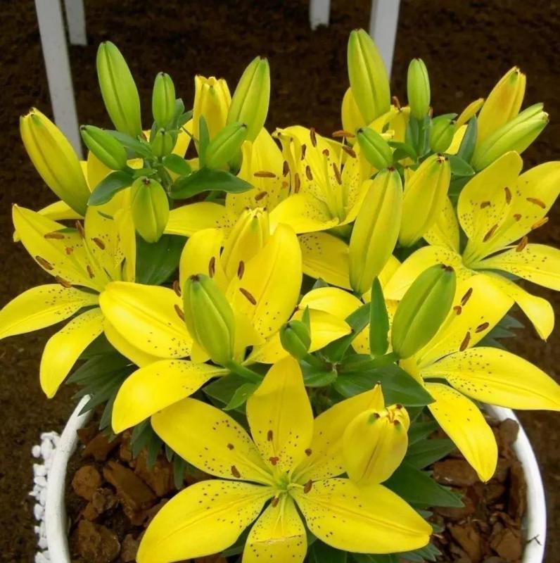 让百合花在你家的花园里盛开（让百合花在你家的花园里盛开）