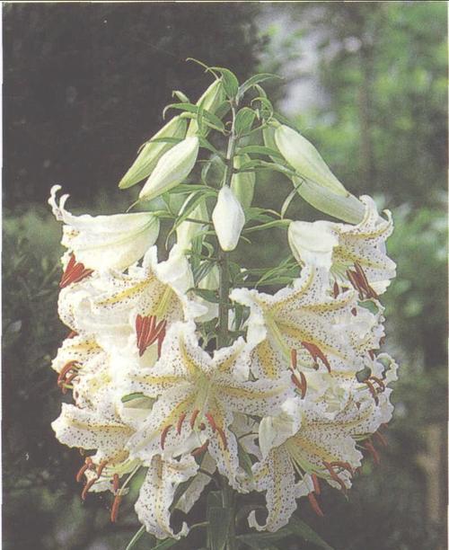 百合花花骨朵的开花过程（探秘百合花的生长繁衍之道）