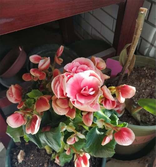 丽格海棠的花语与意义（揭示丽格海棠的神秘之美）