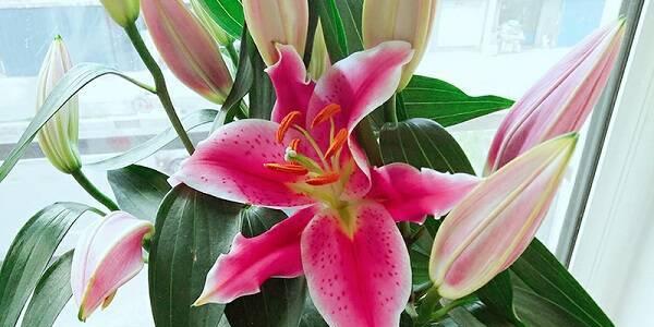 百合花的花期是多久时间（解密百合花开放的时长及生长环境）