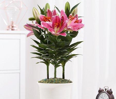 百合花的花期是多久时间（解密百合花开放的时长及生长环境）