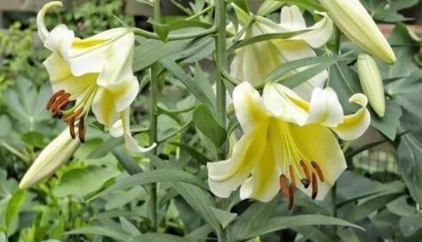 如何养护管理百合花的花期（百合花期如何养护）