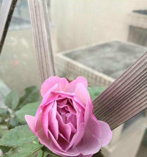 流星雨月季花花语，舞动浪漫的心弦（流星雨月季花花语的神奇意义）