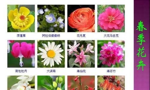 科学浇水，让百合花健康茁壮（春季浇水注意事项）