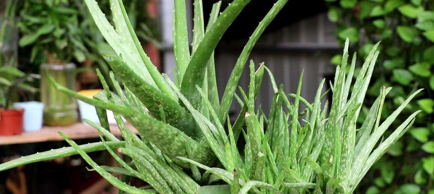 芦荟多肉植物花语之意义与传承（探寻芦荟多肉植物的神秘魅力与美好寓意）