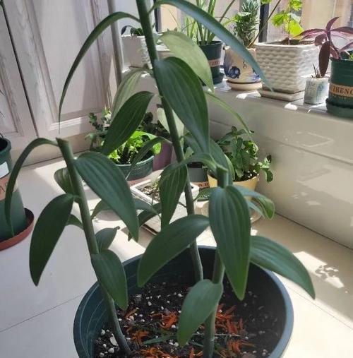百合花的种植全攻略（春季是最佳种植时间）