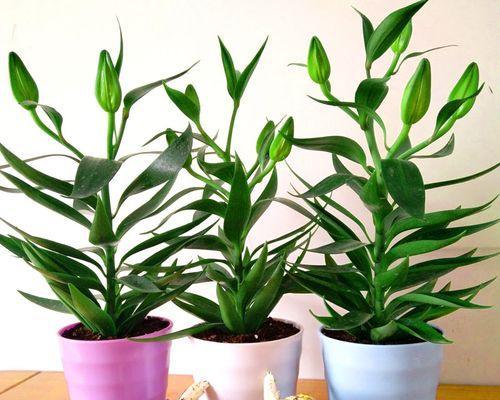 百合花的种植全攻略（春季是最佳种植时间）