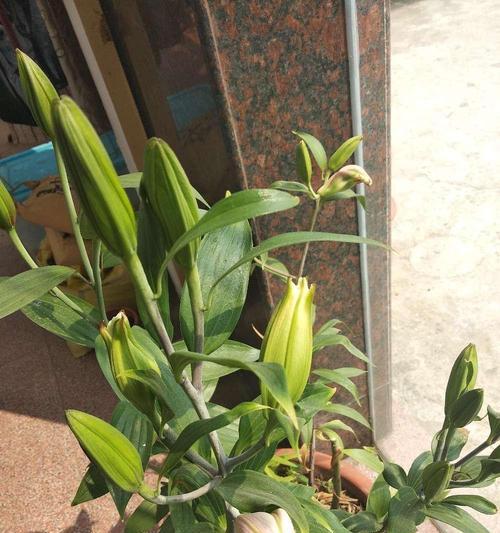 百合花开花的最佳温度是多少度（了解百合花开花的温度要点）
