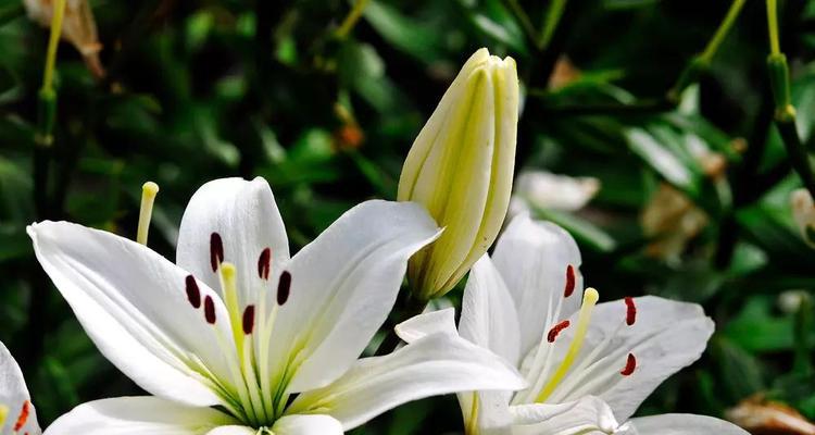 百合花开的季节（品味百合花开的美妙时刻）