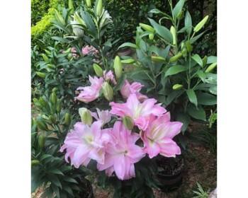百合花的地栽技巧与注意事项（了解这些）