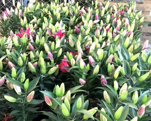 百合花的地栽技巧与注意事项（了解这些）