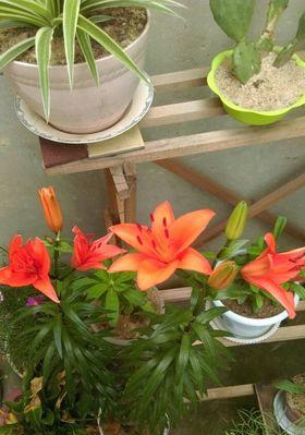 让百合花为你的卧室带来清新空气（从选择到养护）
