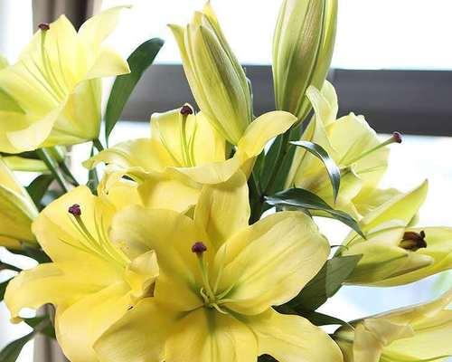 让百合花为你的卧室带来清新空气（从选择到养护）
