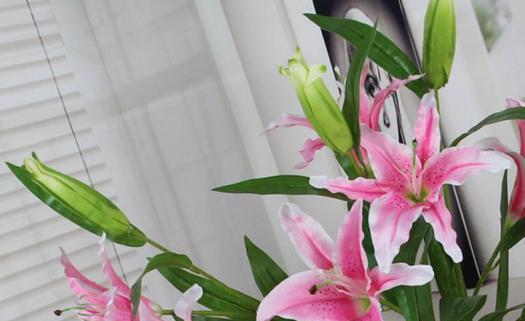 百合花的淋雨习性研究（探究百合花在自然环境中的雨水利用能力）