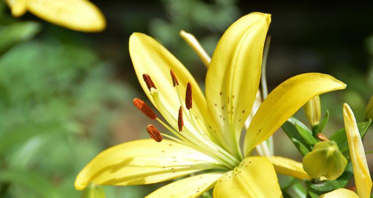 百合花可以泡水喝吗？