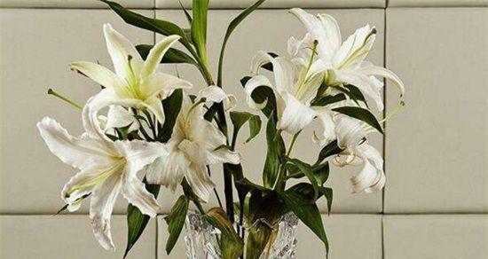 水培百合花：如何在家里种出美丽的百合花？