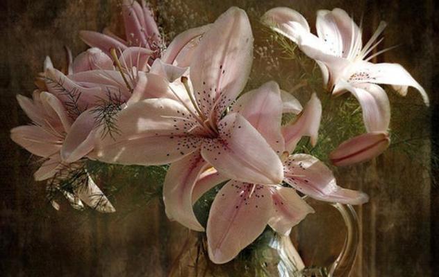水培百合花：如何在家里种出美丽的百合花？