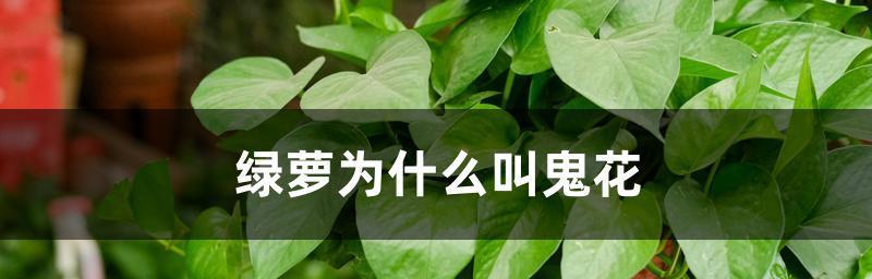 绿萝开花的寓意与意义（揭示绿萝开花的奥秘）