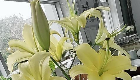 百合花水养指南（如何用水养活百合花）