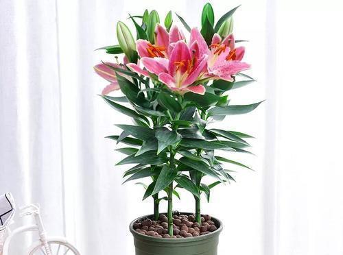 百合花的土养方法（百合花的生长要点和土壤配方主）