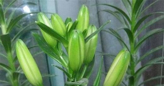 寻找百合花最佳产地（从产量）