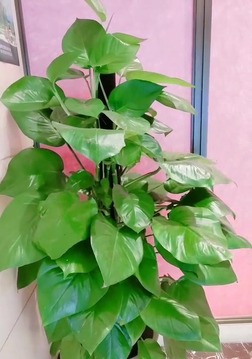 绿萝柱——生命的坚韧与希望（向阳而生的生命之柱）