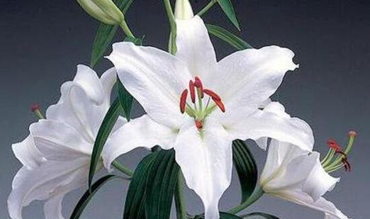 百合花的耐寒温度及其栽培技巧（掌握这些）