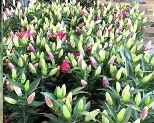 百合花的耐寒温度及其栽培技巧（掌握这些）