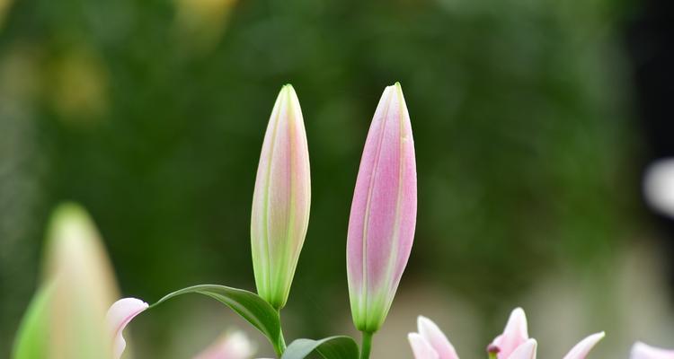 百合花能否放在空调房（关于百合花的养护与注意事项）