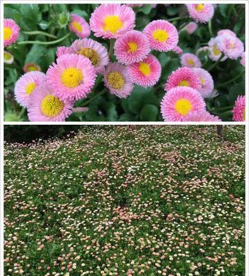 绿色雏菊的花语与美丽（揭示生命之美）