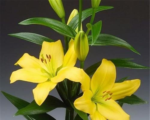 百合花放卧室是否合适（百合花的美丽与健康）