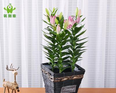 百合花放卧室是否合适（百合花的美丽与健康）