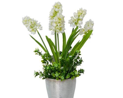 绿色风信子花语（用花语解读绿色风信子）