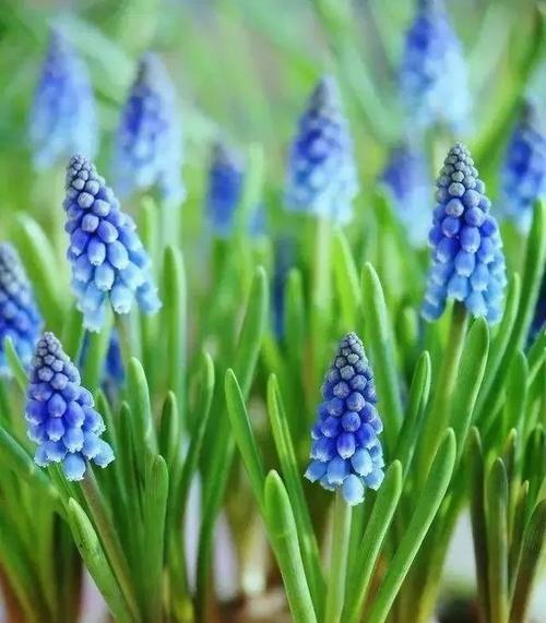 绿色风信子花语（用花语解读绿色风信子）