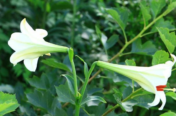 百合花的寿命有多长（从生长环境到养护技巧）