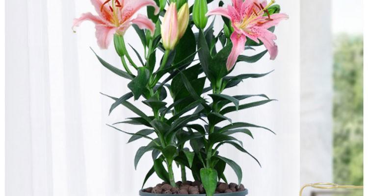百合花的寿命有多长（从生长环境到养护技巧）