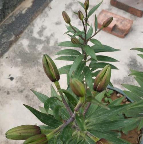 怎样救活枯萎的百合花（15个有效方法让你的百合花重新开放）