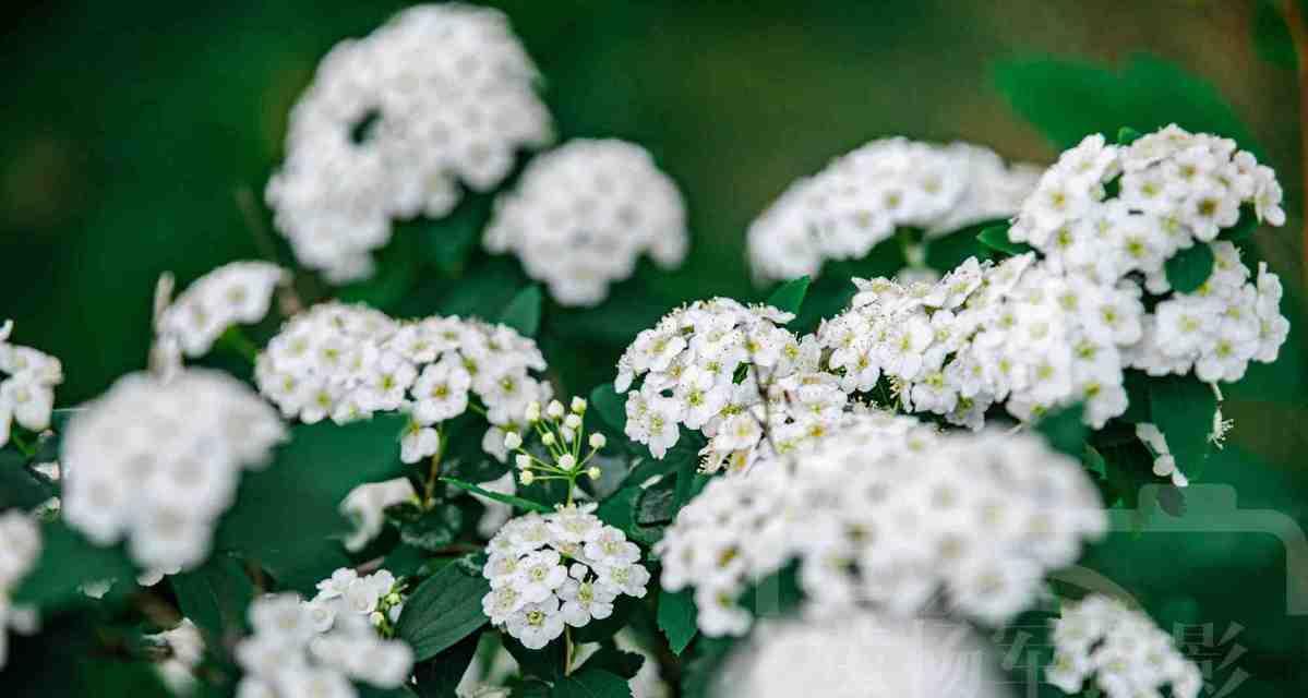 麻叶绣线菊花语（解读麻叶绣线菊花语）
