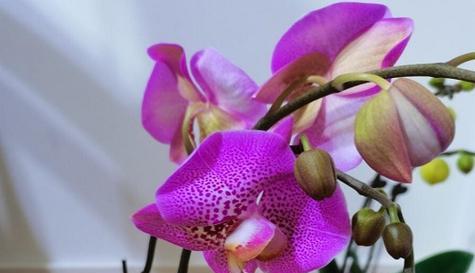 百合花的适宜生长温度（百合花是怕冷还是怕热）