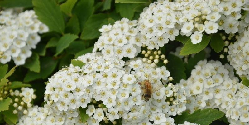 麻叶绣线菊花语（解读麻叶绣线菊花语）