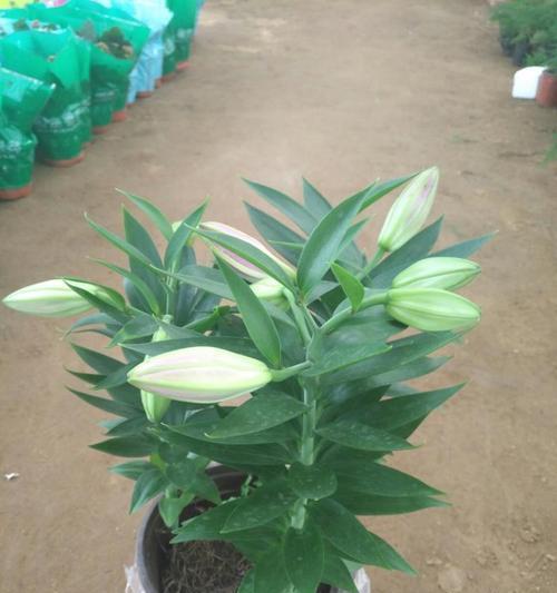 百合花的养护技巧（百合花为什么怕晒太阳）