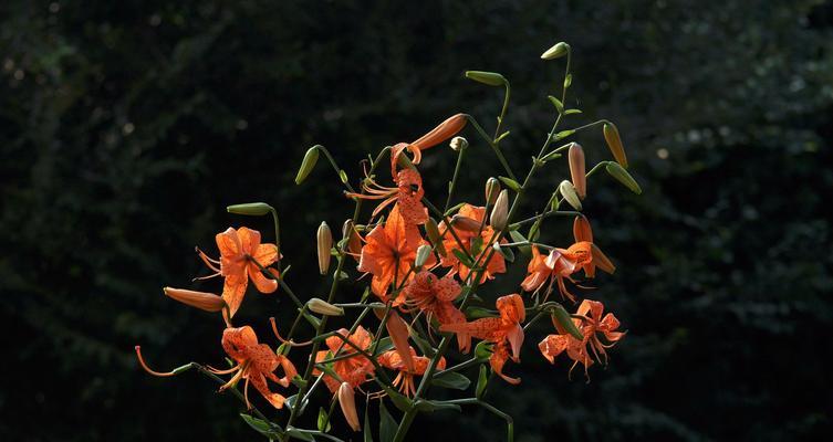 百合花为什么怕太阳晒（探究百合花生长的秘密）