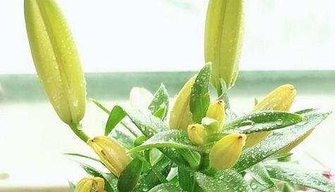 百合花为什么怕太阳晒（探究百合花生长的秘密）