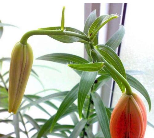 百合花为什么怕太阳晒（探究百合花生长的秘密）