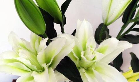 百合花期多久时间（探究百合的开花时间和生长特点）