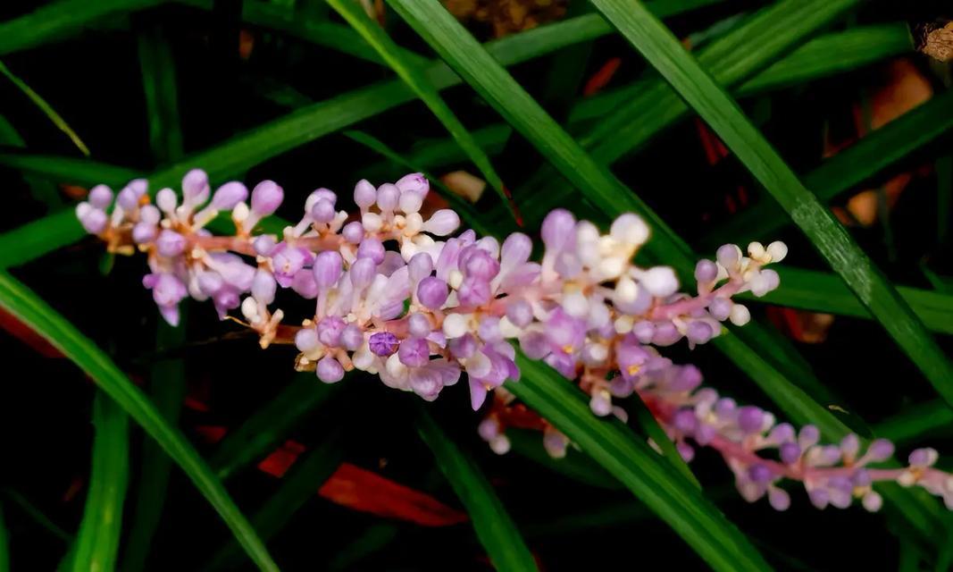 百合花期多久时间（探究百合的开花时间和生长特点）